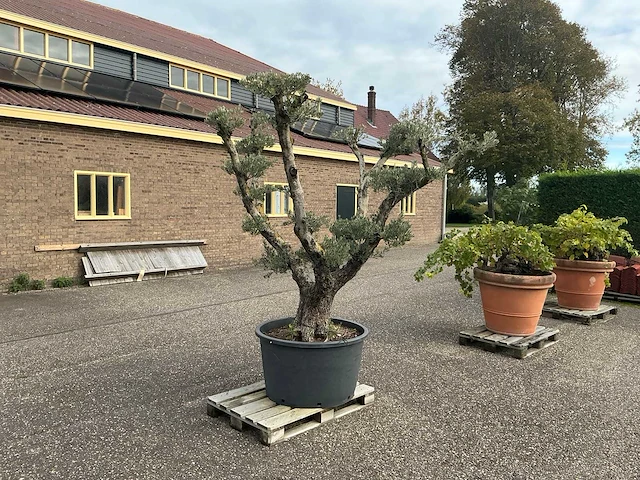Olijfboom - afbeelding 1 van  4