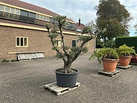 Olijfboom