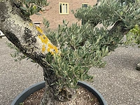 Olijfboom - afbeelding 2 van  4