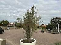 Olijfboom - afbeelding 2 van  6