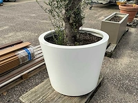 Olijfboom - afbeelding 6 van  6