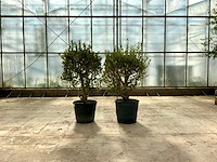 Olijfstruik (olea europaea lessini) 2 stuks - afbeelding 1 van  1