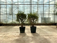 Olijfstruik (olea europaea lessini) 2 stuks