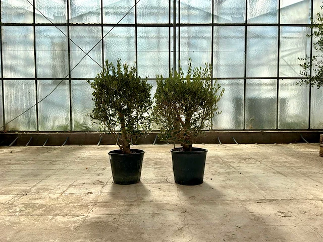 Olijfstruik (olea europaea lessini) 2 stuks - afbeelding 1 van  1