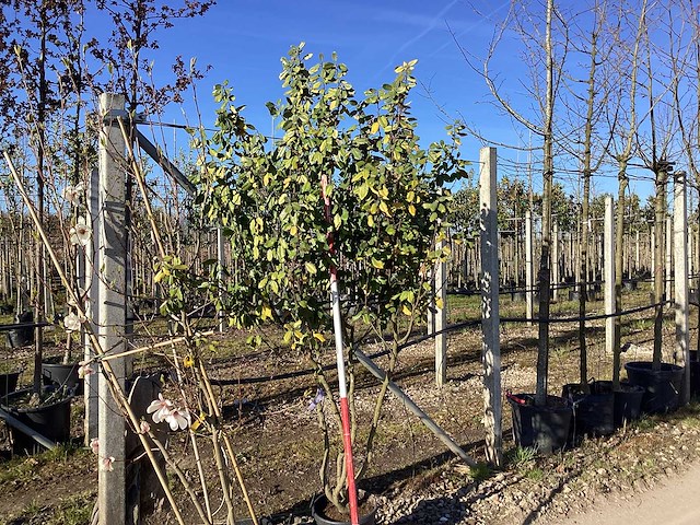Olijfwilg - meerstammige boom - afbeelding 1 van  2