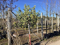 Olijfwilg - meerstammige boom - afbeelding 1 van  2