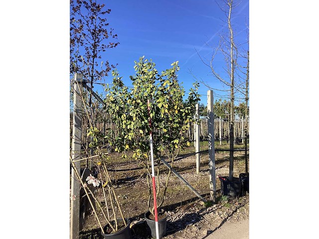 Olijfwilg - meerstammige boom - afbeelding 2 van  2