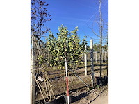 Olijfwilg - meerstammige boom - afbeelding 2 van  2