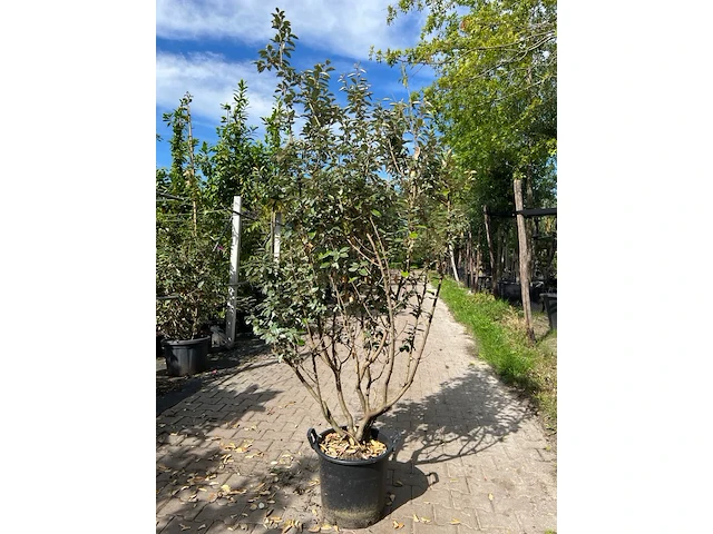 Olijfwilg, elaeagnus ebbingei, meerstammig, wintergroen, ca. 150-175 cm hoog - afbeelding 1 van  2