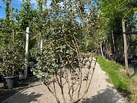 Olijfwilg, elaeagnus ebbingei, meerstammig, wintergroen, ca. 150-175 cm hoog