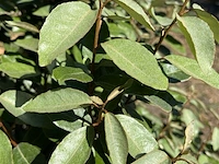 Olijfwilg, elaeagnus ebbingei, meerstammig, wintergroen, ca. 150-175 cm hoog - afbeelding 2 van  2