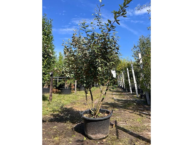 Olijfwilg, elaeagnus ebbingei, meerstammig, wintergroen, ca. 200 cm hoog - afbeelding 1 van  2