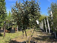 Olijfwilg, elaeagnus ebbingei, meerstammig, wintergroen, ca. 200 cm hoog