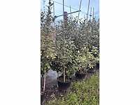 Olijwilg - multi-stemmed tree