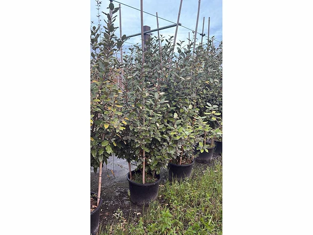 Olijwilg - multi-stemmed tree - afbeelding 1 van  1