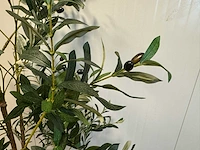 Olive tree kunstplant (180cm hoog) - afbeelding 12 van  13