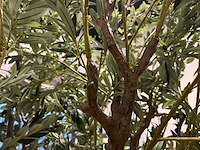 Olive tree kunstplant (280cm hoog) - afbeelding 7 van  20