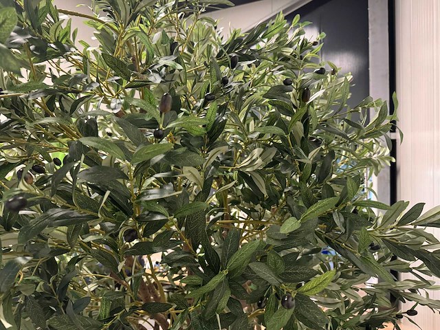 Olive tree kunstplant (280cm hoog) - afbeelding 3 van  12
