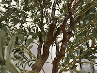 Olive tree kunstplant (280cm hoog) - afbeelding 5 van  12