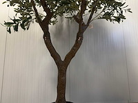 Olive tree kunstplant (280cm hoog) - afbeelding 6 van  12