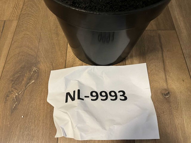 Olive tree kunstplant (280cm hoog) - afbeelding 7 van  12