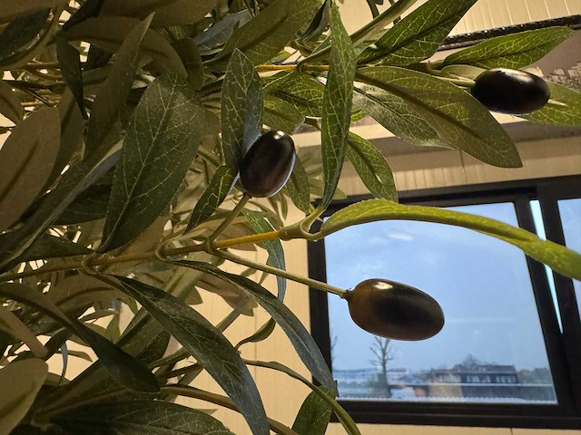Olive tree kunstplant (280cm hoog) - afbeelding 12 van  12