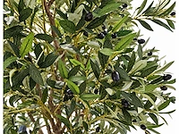 Olive tree kunstplant (280cm hoog) - afbeelding 4 van  5