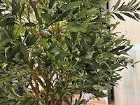 Olive tree kunstplant (280cm hoog) - afbeelding 3 van  20