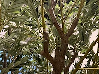 Olive tree kunstplant (280cm hoog) - afbeelding 7 van  20