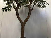Olive tree kunstplant (280cm hoog) - afbeelding 19 van  20