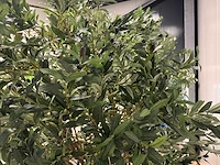 Olive tree kunstplant (280cm hoog) - afbeelding 4 van  20