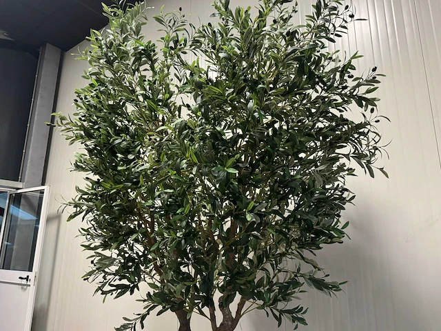 Olive tree kunstplant (280cm hoog) - afbeelding 17 van  19