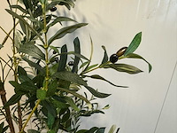 Olive tree kunstplant (2x) (180cm hoog) - afbeelding 12 van  13