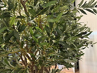 Olive tree kunstplant (2x) (280cm hoog) - afbeelding 3 van  20