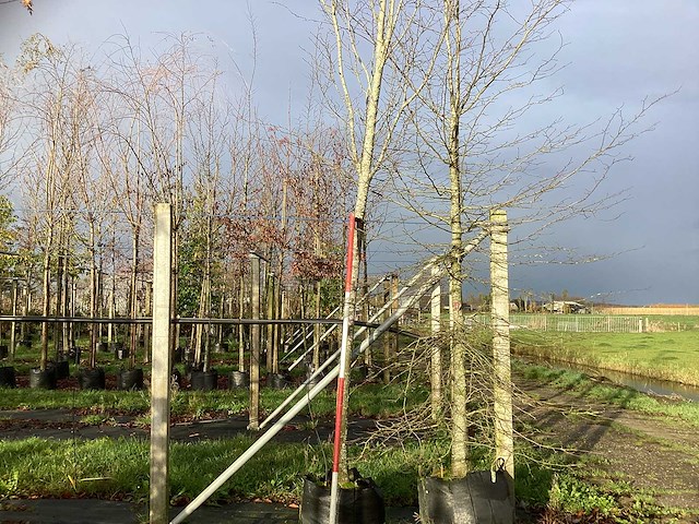 Oosterse beuk - laanboom - afbeelding 1 van  3