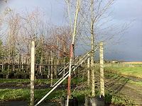 Oosterse beuk - laanboom - afbeelding 1 van  3