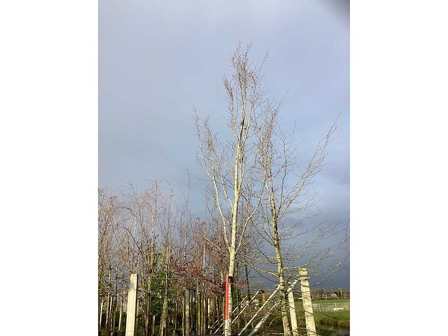 Oosterse beuk - laanboom - afbeelding 2 van  3