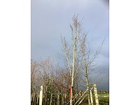 Oosterse beuk - laanboom - afbeelding 2 van  3