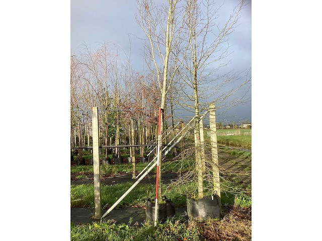 Oosterse beuk - laanboom - afbeelding 3 van  3