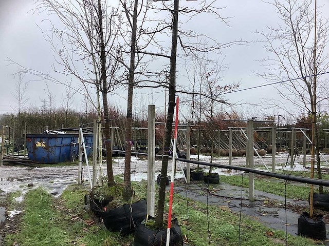 Oosterse beuk - laanboom - afbeelding 1 van  3