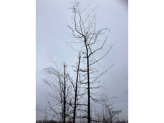 Oosterse beuk - laanboom - afbeelding 2 van  3