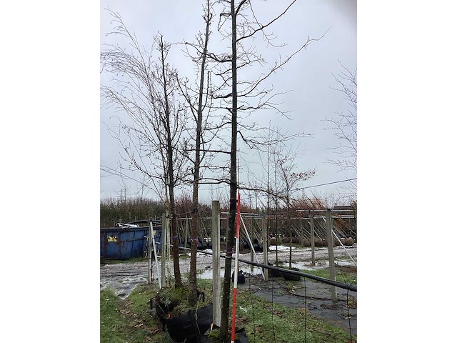 Oosterse beuk - laanboom - afbeelding 3 van  3