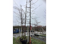 Oosterse beuk - laanboom - afbeelding 3 van  3