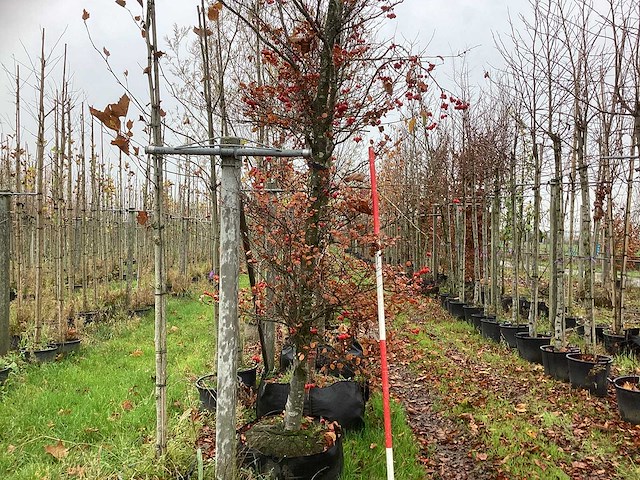 Oosterse beuk - parkboom - afbeelding 1 van  3