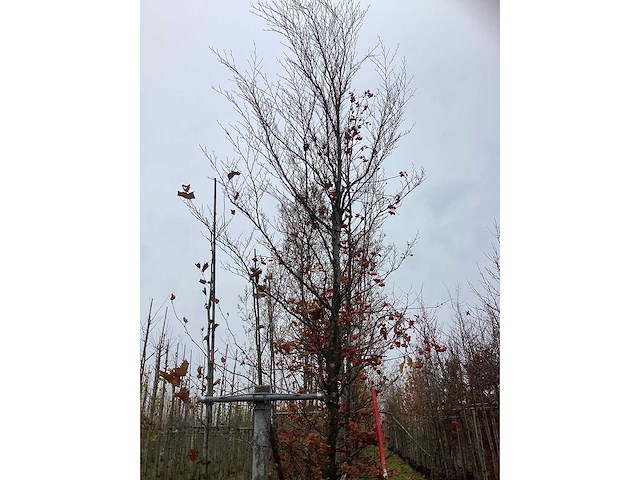 Oosterse beuk - parkboom - afbeelding 2 van  3