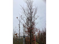 Oosterse beuk - parkboom - afbeelding 2 van  3