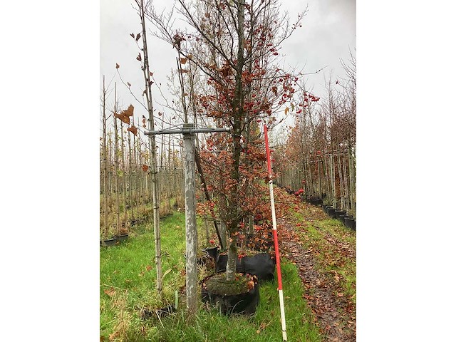 Oosterse beuk - parkboom - afbeelding 3 van  3