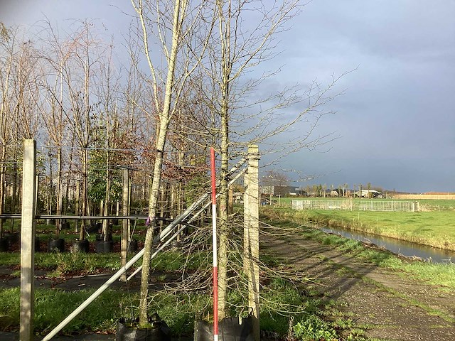 Oosterse beuk - parkboom - afbeelding 1 van  3