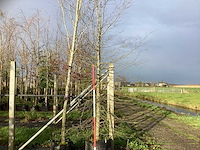 Oosterse beuk - parkboom - afbeelding 1 van  3