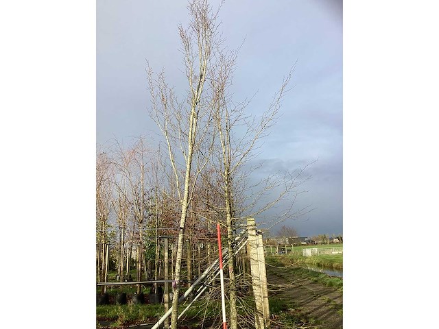 Oosterse beuk - parkboom - afbeelding 2 van  3